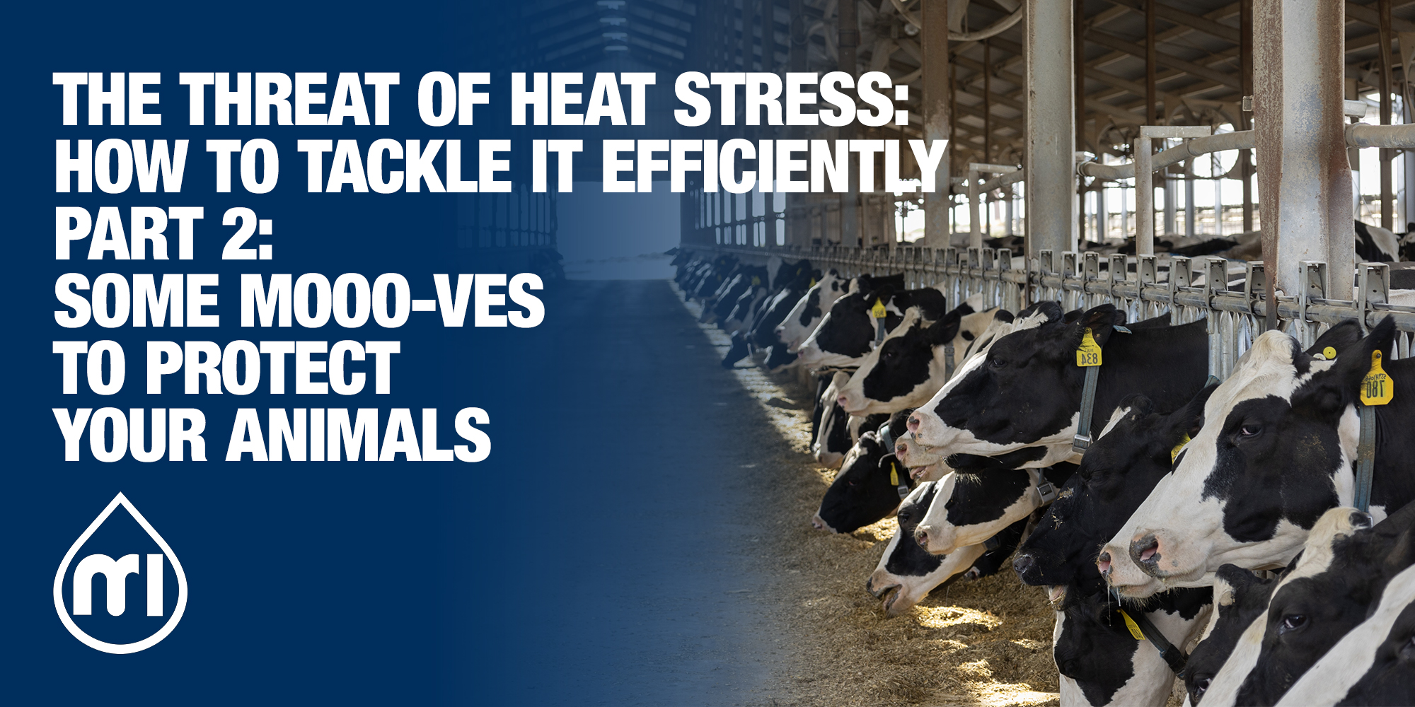 The threat of heat stress: how to tackle it efficiently - Part 2: Some mooo-ves to protect your animals